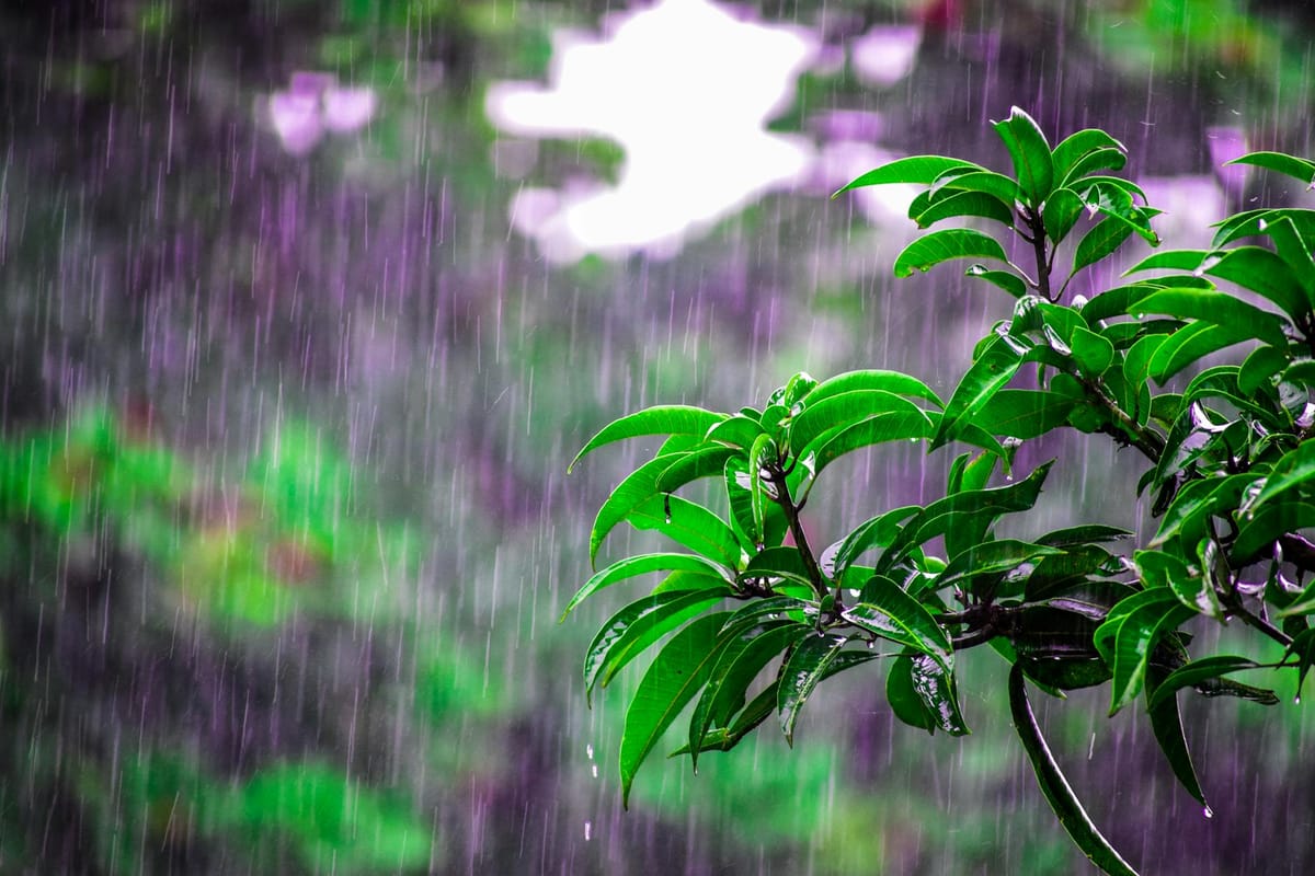 selective focus photo of obalte green leafed plants during rain